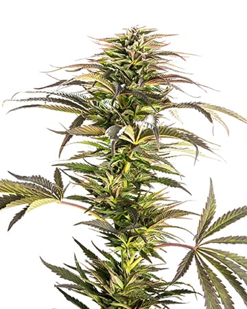 Buy Best Beginner Combo Pack of Grower Choice Seeds