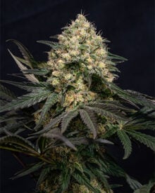 Buy Blackberry Kush