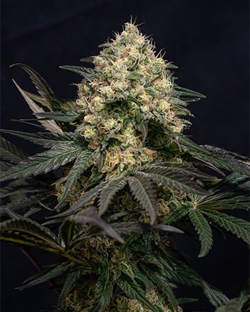 Buy Blackberry Kush