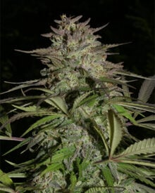 Buy Blue Cheese