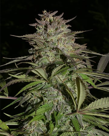 Buy Blue Cheese