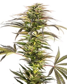 Buy Lemon Skunk Auto