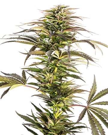 Buy Lemon Skunk Auto