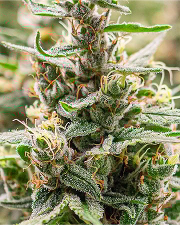 Buy Snowcap