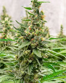 Buy Snowcap