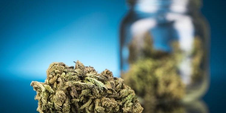 A marijuana bud in the foreground with a blurry jar containing marijuana bud in the background