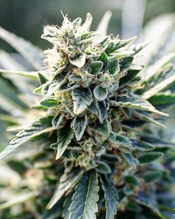 Buy Tahoe OG Seeds