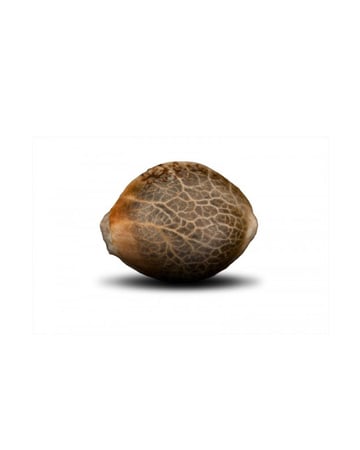 on sale UK Cheese Feminized Cannabis Seeds