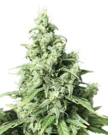 Buy White Fire OG