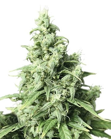 Buy White Fire OG