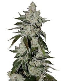 Buy Tahoe OG Seeds