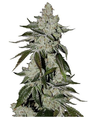 Buy Tahoe OG Seeds