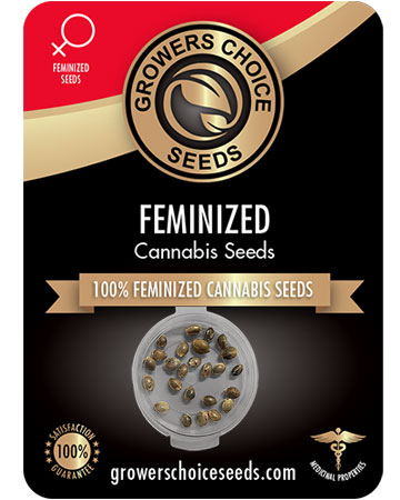 Buy Tahoe OG Seeds