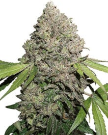 Buy XJ-13