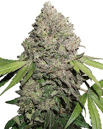 Buy XJ-13
