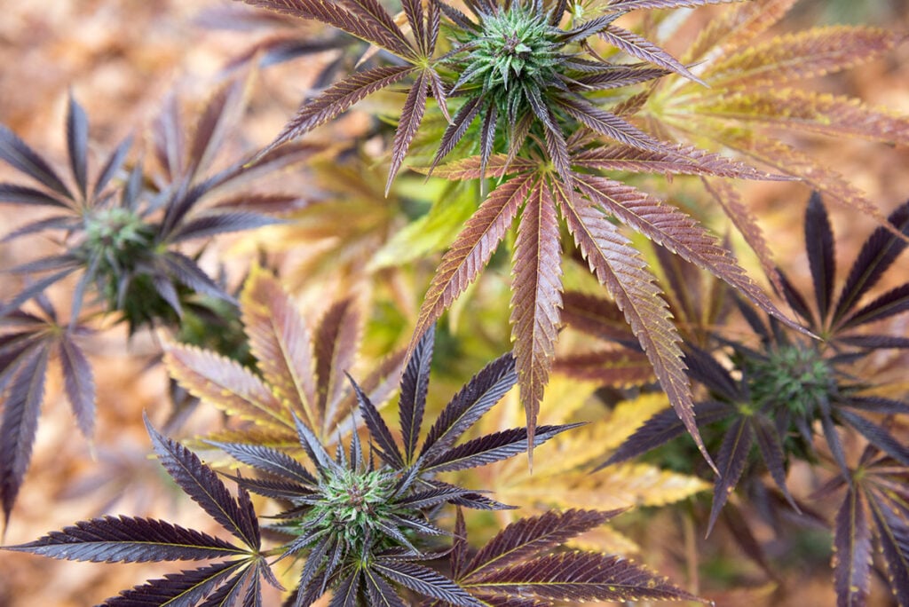 what states can you grow weed in the usa