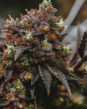 Buy-premium-seeds-bay11-gcs-cannabis-seeds[1]