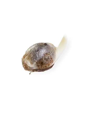 grow-cannabis-with-best-yield-results-cinex-auto