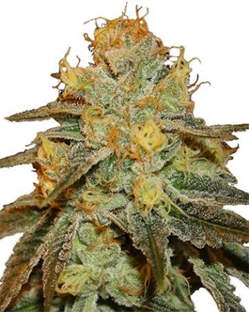Buy High THC Combo Pack