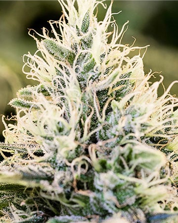 Get your marijuana bud Island-Sweet-Skunk-Seeds strain