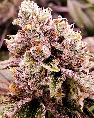 Buy Laughing Buddha Buy Laughing Buddha