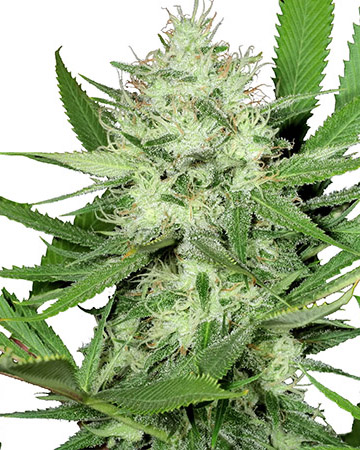 Buy Hindu Skunk Autoflowering Cannabis Seeds