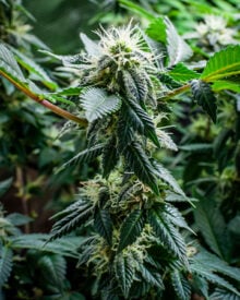 Buy Cherry Kush