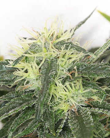 Buy Hindu Skunk Auto