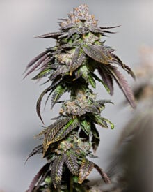 Buy Cotton Candy Kush Auto