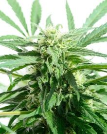 Buy Hindu Skunk Auto