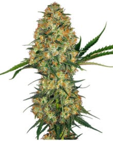Buy Mercury OG