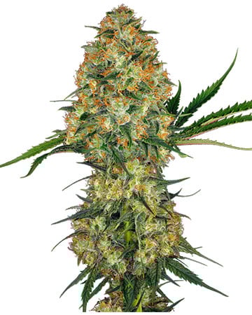 Buy Mercury OG
