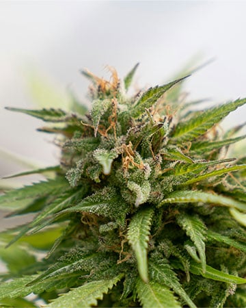 Buy Mercury OG