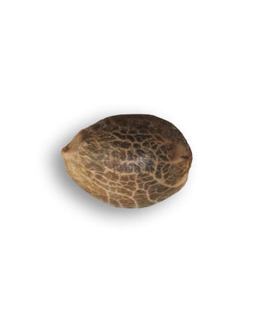 Blue Amnesia Auto-flowering Feminized Cannabis Seed