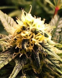 Buy Blue Amnesia Auto