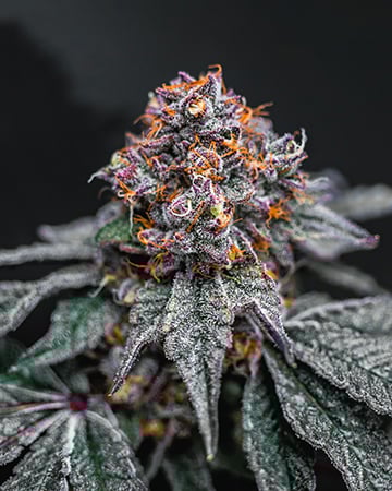 Buy Big Wreck Feminized