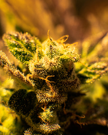 Buy Blue Amnesia Auto