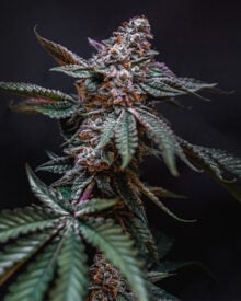 Buy Big Wreck Feminized