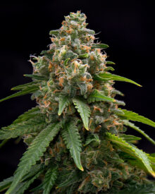Buy Blueberry Headband