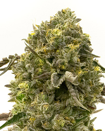 Buy Resin-Rich Snow ball Weed Combo Pack