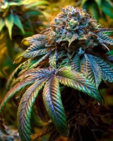 Buy Lemon Haze
