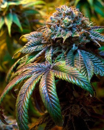 Buy Lemon Haze