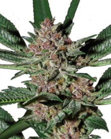 on sale Stinky Pink Feminized Cannabis Seeds