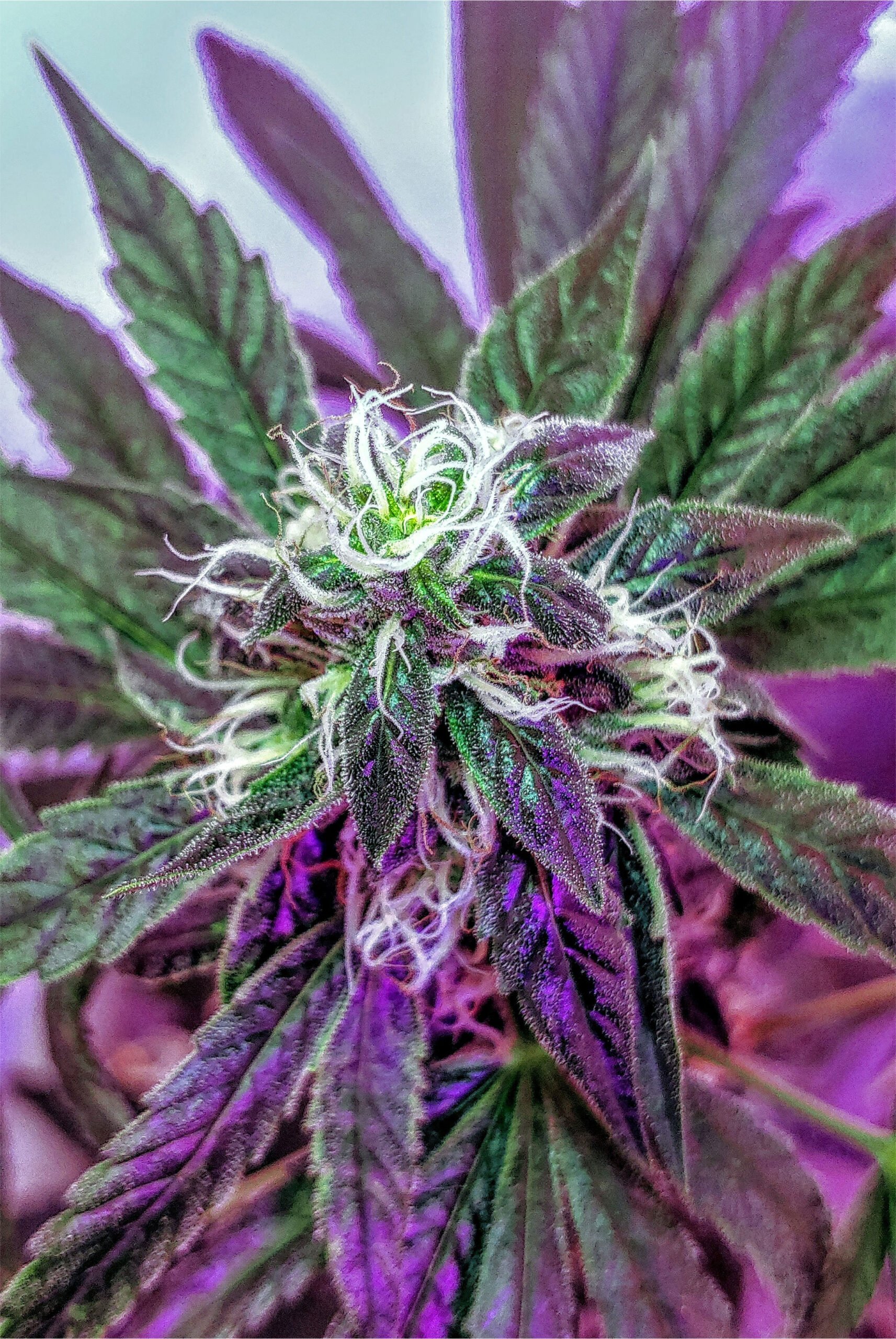 Buy Lemon Haze