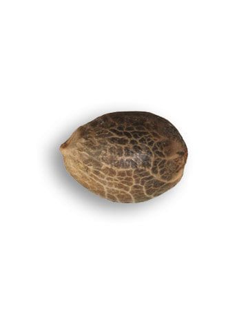 grow-cannabis-with-best-yield-results-Lemon-Haze-Feminized-Cannabis-Seed