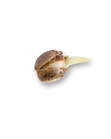 Stinky Pink Feminized Cannabis Seed