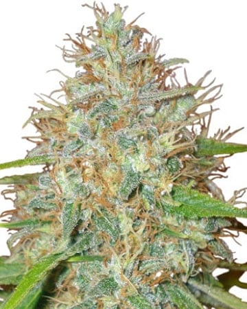 Buy Ringo's Gift CBD