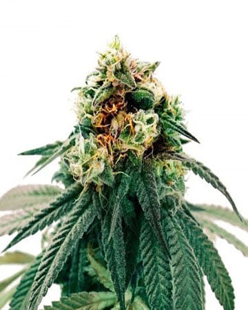 Buy Ringo's Gift CBD