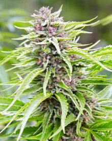Buy Presidential OG Auto