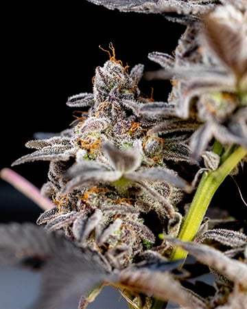 Buy Cinderella's Dream